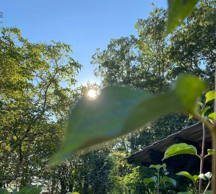 Les arbres autour de la maison