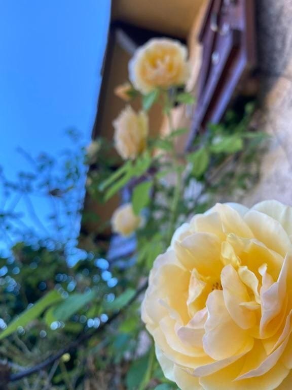 Rosier en fleurs contre la façade