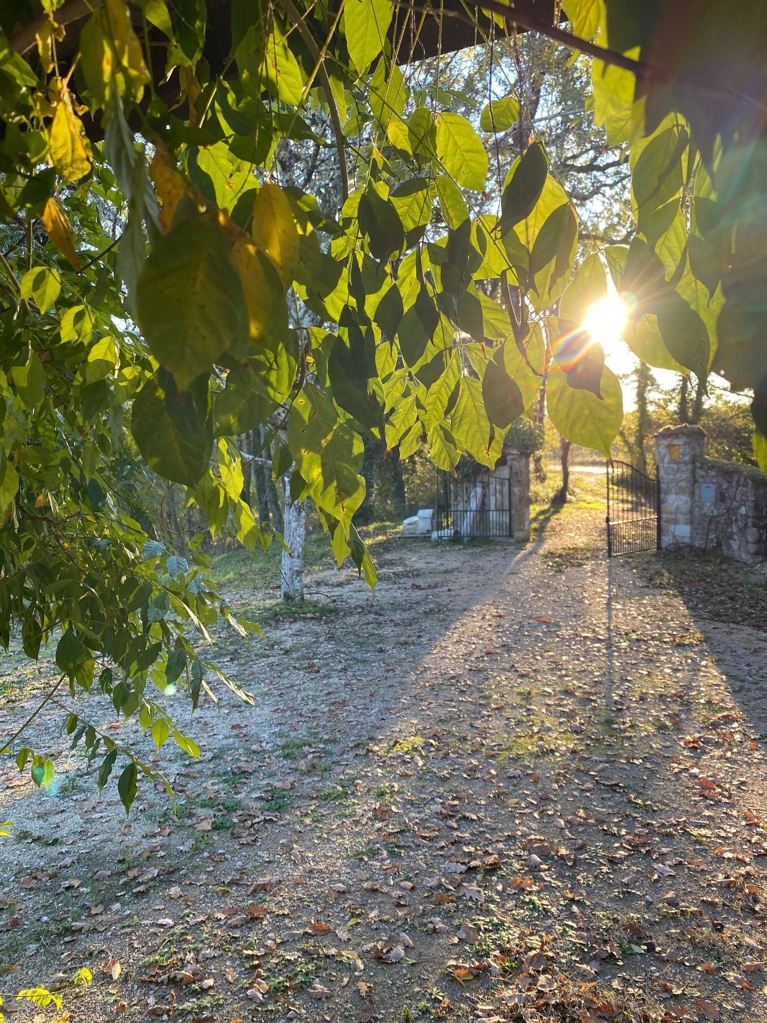 Le soleil à travers le feuillage, près du portail