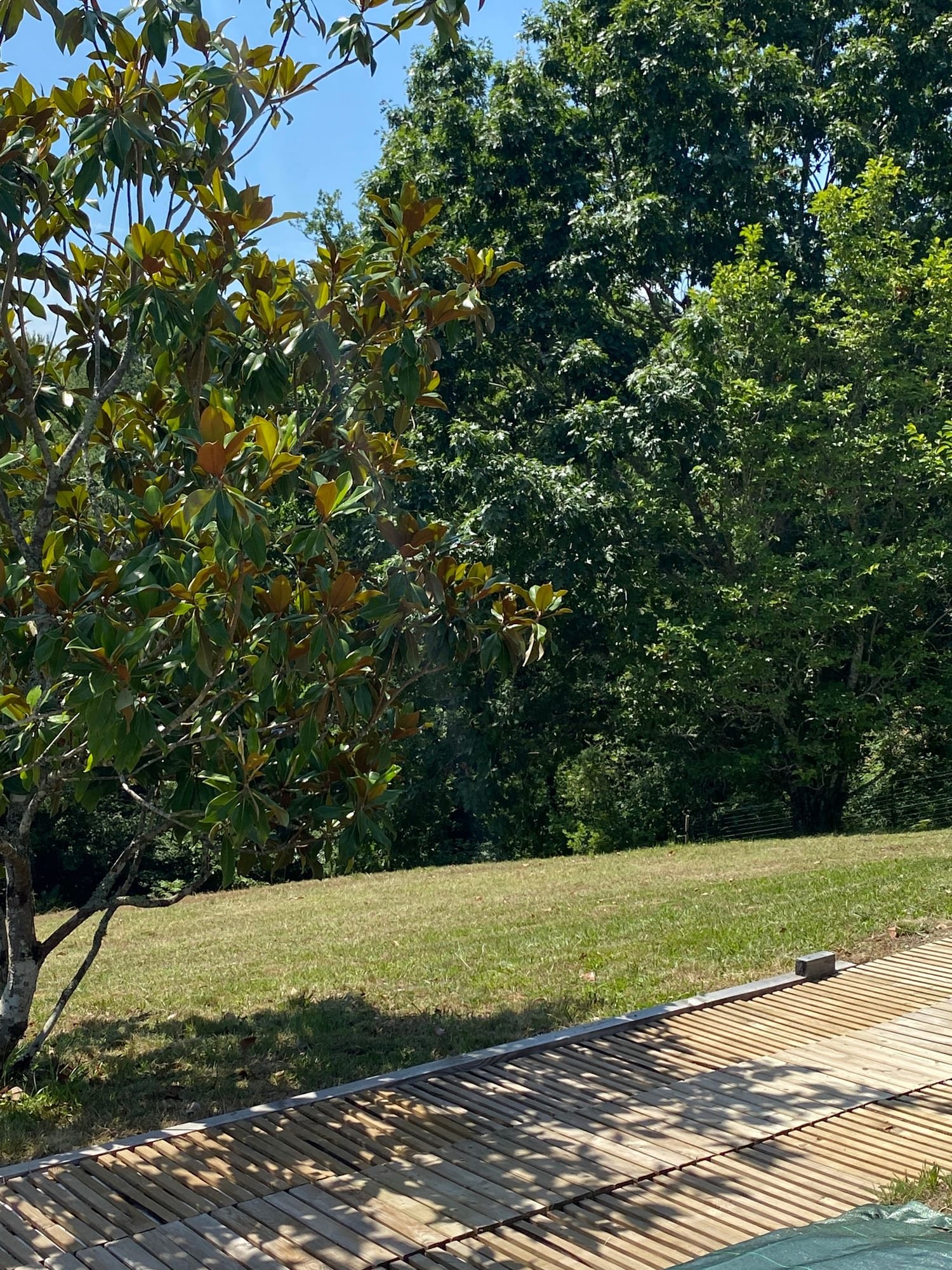 Le magnolia, la pelouse et la terrasse en bois